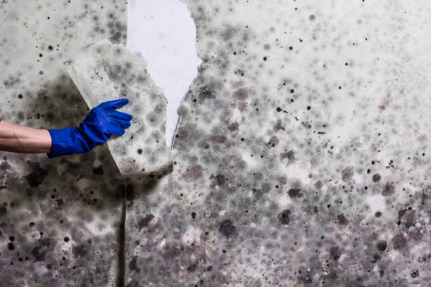Best Mold Damage Repair  in Atoka, NM