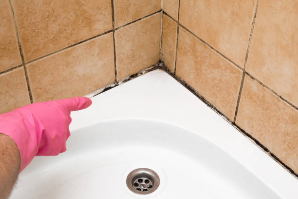 Best Toxic Mold Removal  in Atoka, NM